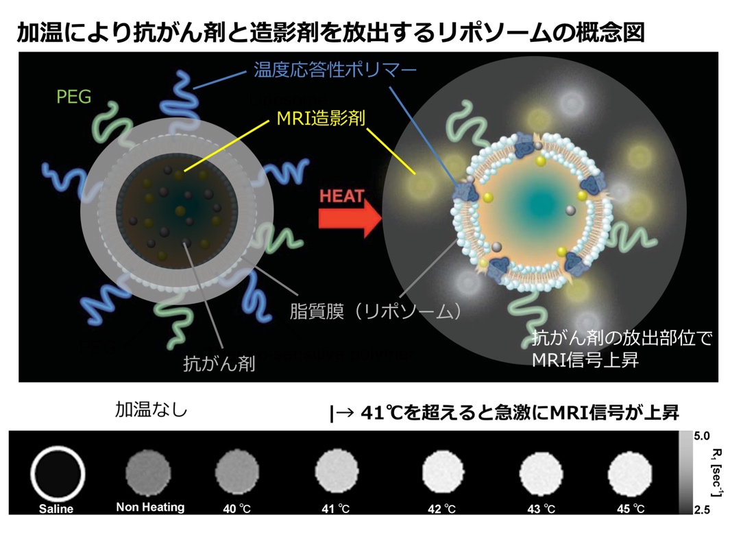 （図1）加温により抗がん剤と造影剤を放出するがん造影・治療リポソームの概念図