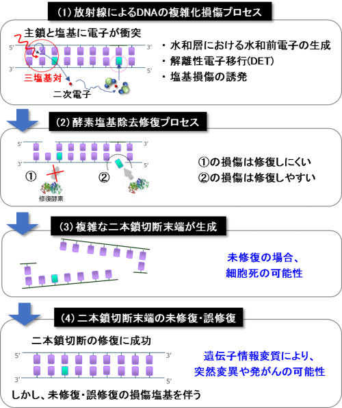 本研究で予測した塩基損傷を伴う二本鎖切断の生成プロセスと生体影響の関係を示していますの画像