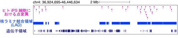 Ips細胞における点変異の分布の画像