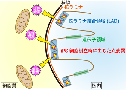 Ips細胞樹立時に生じるゲノム変異のメカニズムの画像