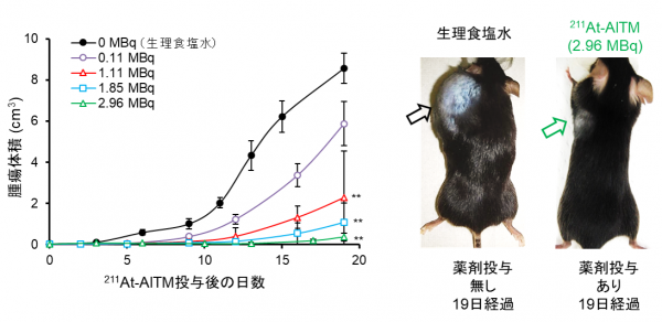 211At-AITM投与によるがん増殖抑制効果の比較