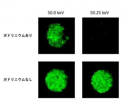 単色X線のエネルギーの差ががんスフェロイドに与える影響