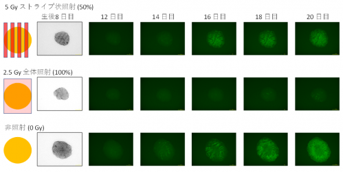 ストライプ状マイクロビーム照射後の精子形成