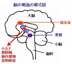 脳の断面の模式図