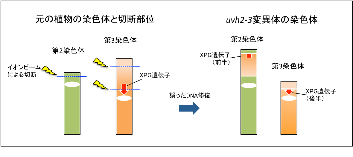 （図1）イオンビームによって誘発された染色体の構造変化