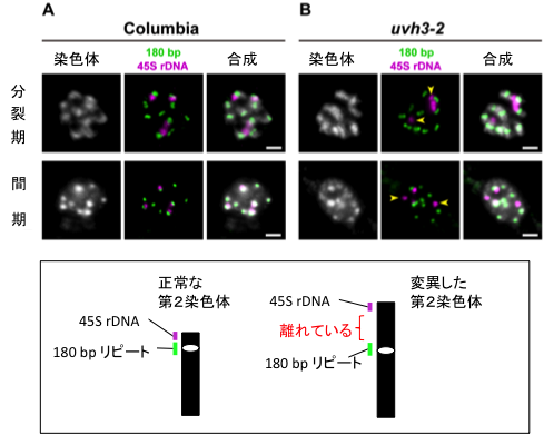 （図2）蛍光 in situ(その場)ハイブリダイゼーション(FISH)による染色体構造変化の検出