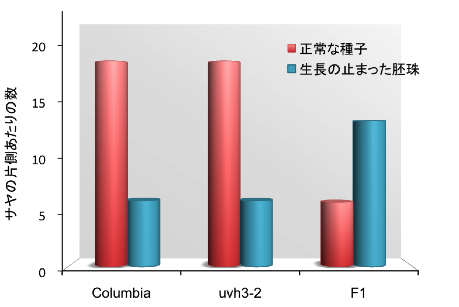（図3）元の系統(Columbia)、uvh3-2変異体、および両者の雑種（F１）を自家受粉させて出来た種の数