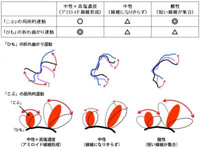 α-シヌクレインの運動のまとめ