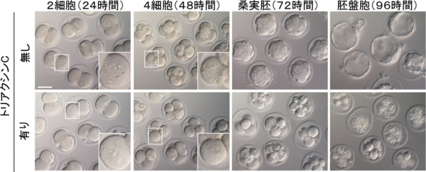 脂肪滴の合成の阻害により胚の発育が停止する様子