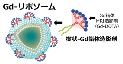 高感度なガドリニウム錯体MRI造影剤の画像