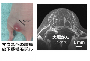 皮下移植がんモデルによる高解像血管の画像