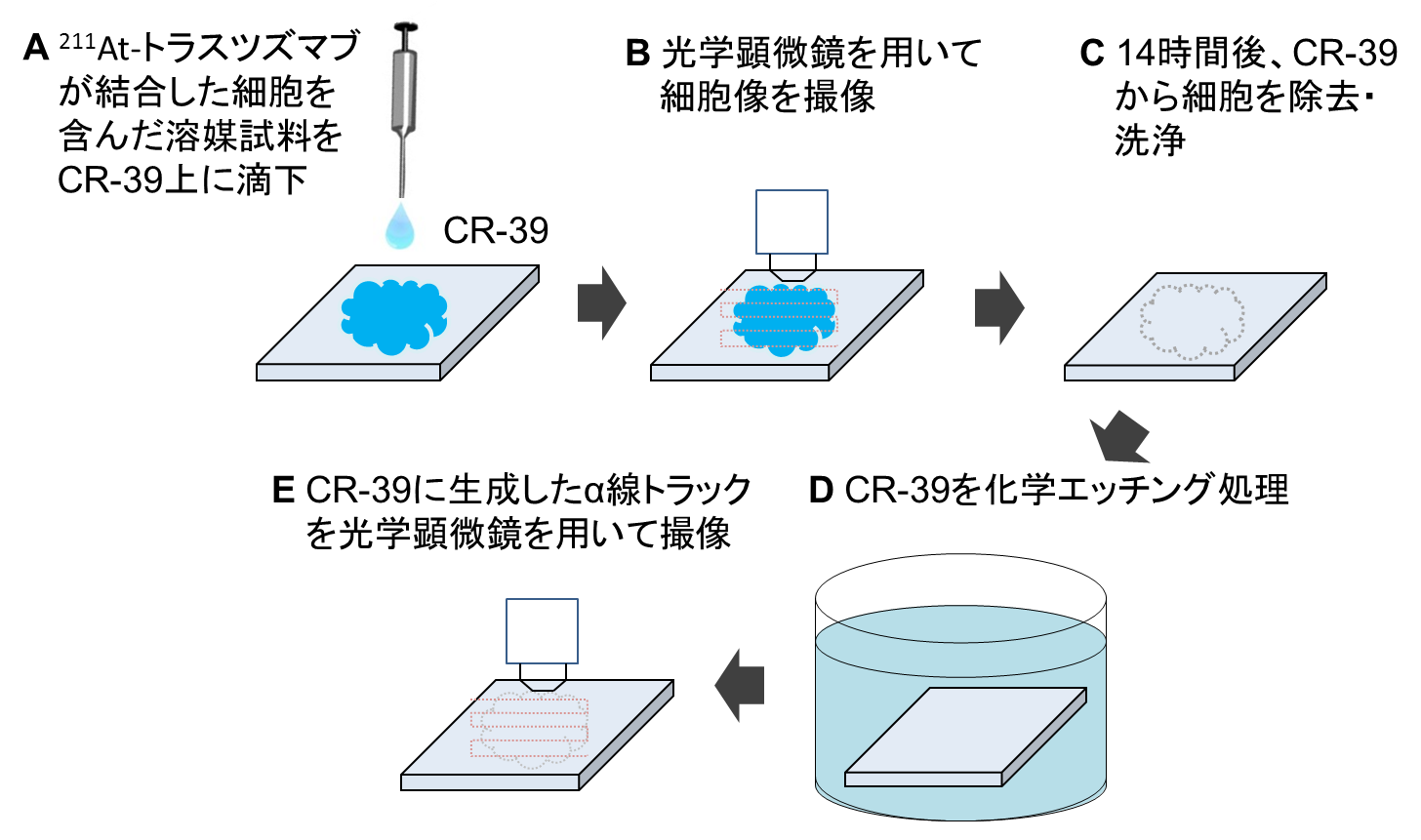 図1. 実験の手順のイラスト