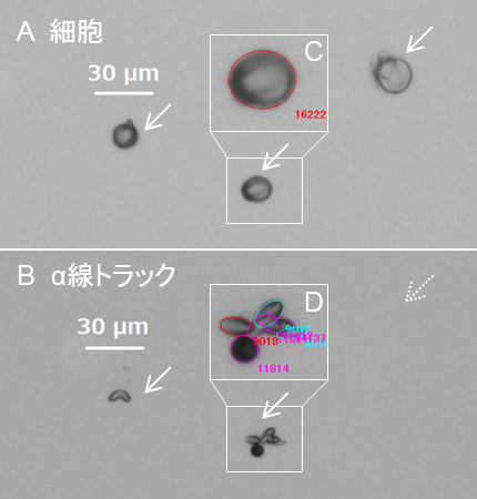 図2. 細胞とそこから放出されるα線飛跡の対応付けの例