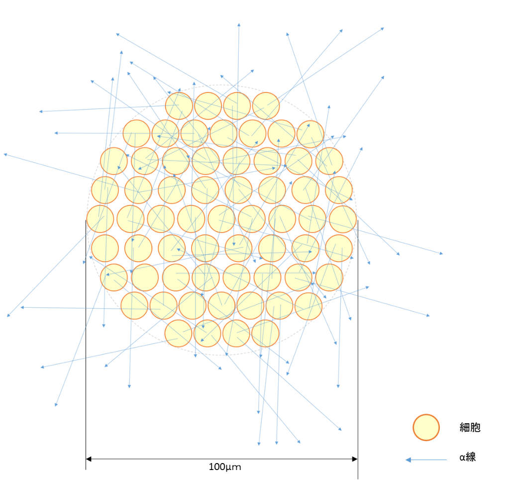 図4.α線の飛程の2倍に相当する直径100µmの球内に、直径10µmの細胞が敷き詰められている場合を仮定したモデルのイメージ図