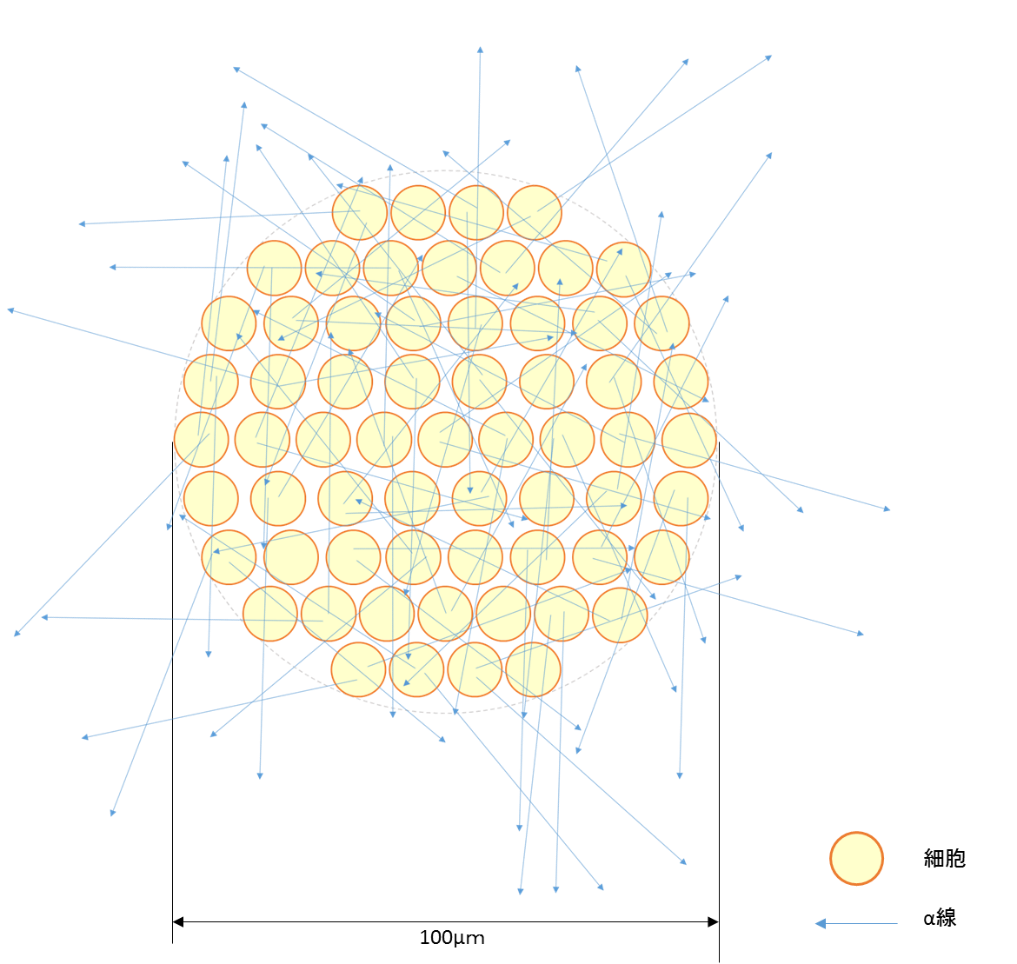 がん細胞を狙い撃ちするa線の画像化と線量評価法を開発 量子科学技術研究開発機構