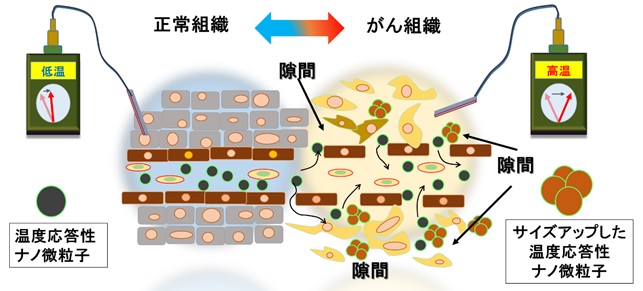 正常組織とがん組織との携帯と温度の違い解説図