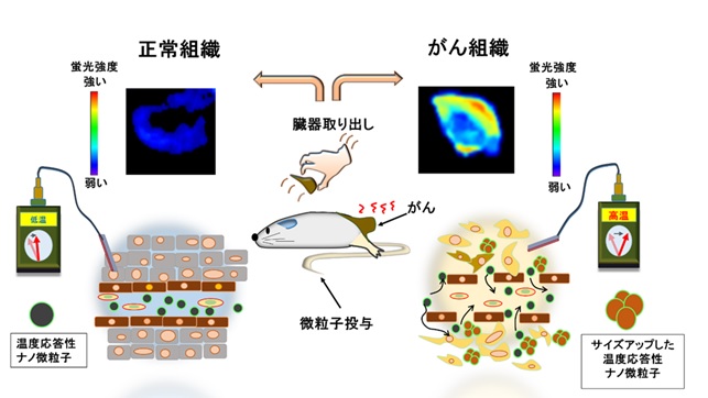担癌マウスへの微粒子投与実験の解説図