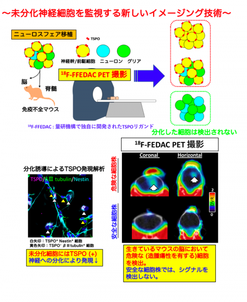 未分化神経細胞を監視する新しいイメージング技術の図