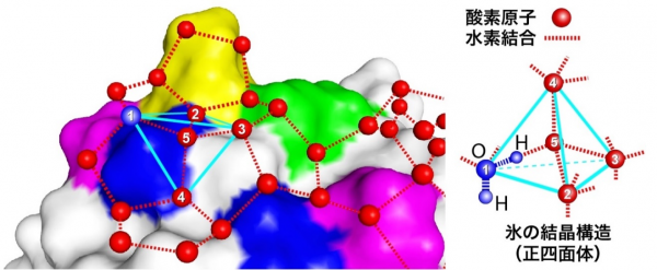 Afp表面に形成された氷結晶に似た水分子ネットワーク（正四面体を形成した5個の水分子を含む）