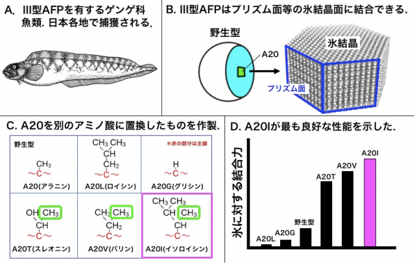 図1　ゲンゲ科魚類（Ａ）から抽出される野生型3型Afpの模式図（Ｂ）、野生型（A20）と今回作製した 各種変異体（C）と、それらの氷との結合力（D） Cの緑枠はγ位のメチル基を示す。