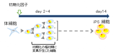 図1　 iPS細胞樹立中にも変異が生じる