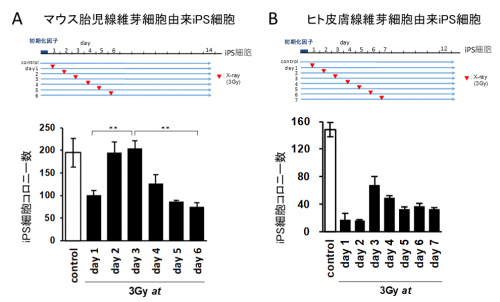  iPS細胞樹立過程にDNA損傷を誘導した場合のiPS細胞コロニー数変化