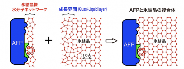 図2　Afp（A20I）の氷結晶結合モデル​
