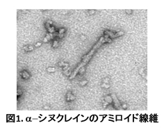 図1.αシヌクレインのアミロイド線維