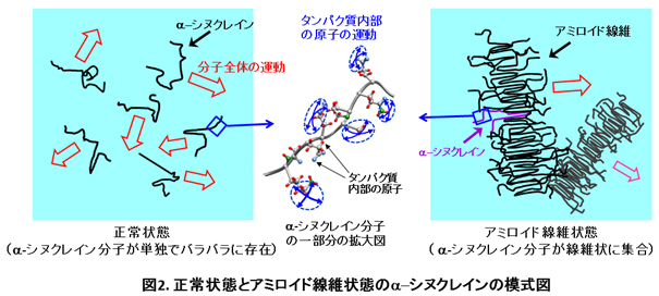 図2.正常状態とアミロイド線維状態のαシヌクレインの模式図