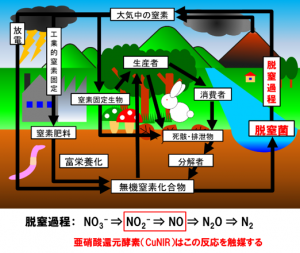 環境中の窒素循環と脱窒過程