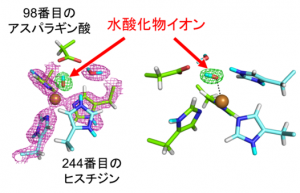 CuNIR中で観察された銅イオン(茶色球)に結合した水酸化物イオン