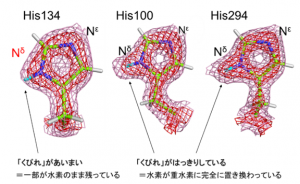 134番目のヒスチジン(His134)は強固な水素結合を有する