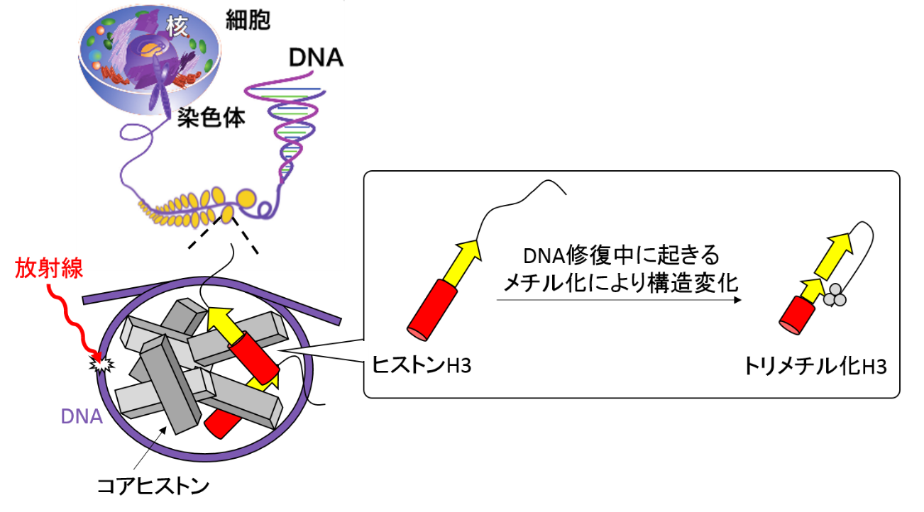 メチル化によるヒストンタンパク質構造変化の初観測