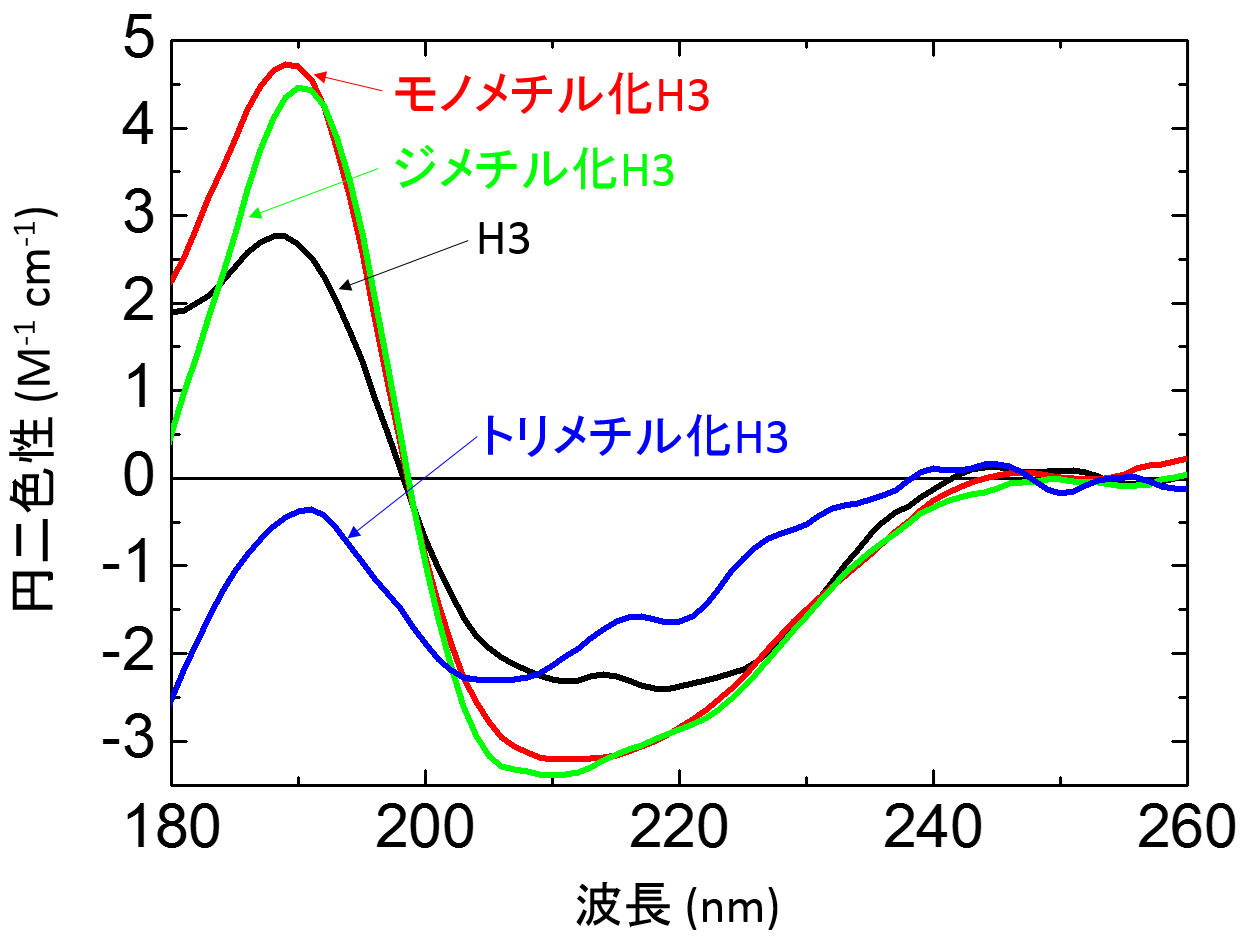 図3.　モノメチル化(赤)、ジメチル化(緑)、トリメチル化H3(青)とメチル化していない通常のH3(黒)の円二色性スペクトル。の画像