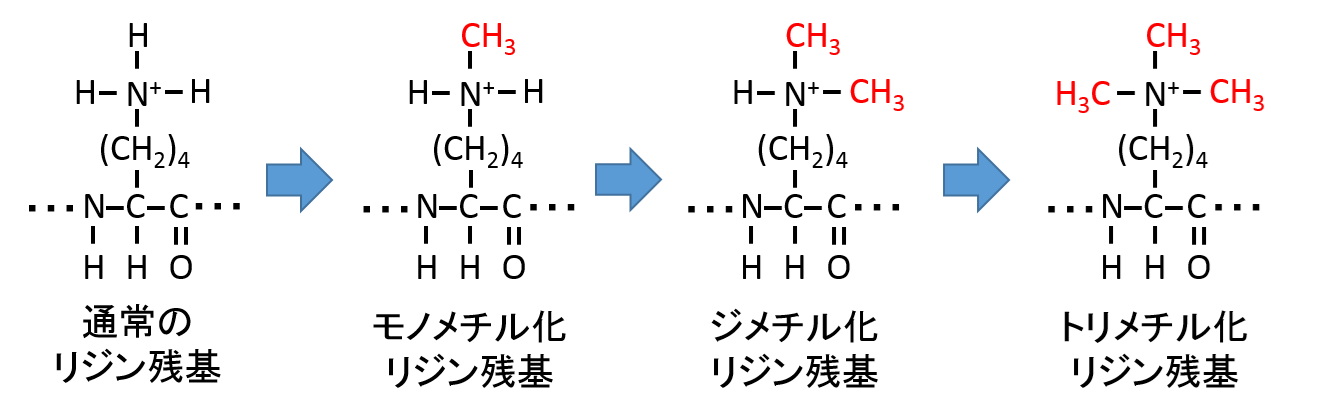 5　メチル化の画像