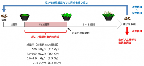 試験方法の概要