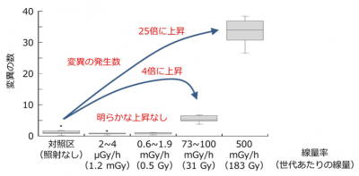 変異の発生数（1世代あたり個体あたりの数）