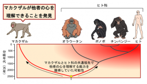 マカクザルが他者の心を理解できることを発見した参考図