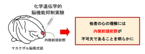 マカクザル脳模式図