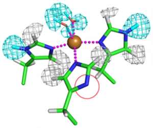 銅イオンと結合したヒスチジン残基の構造。手前のヒスチジン残基には重水素が結合しておらず（赤丸で囲んだ部分）、特異なイミダゾレートアニオンが形成されていた。軽水素を灰色、重水素を水色の網目で示す。