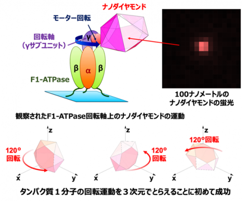 ナノ量子センサーによるF1-ATPaseのモーター回転運動の1分子3次元観察。