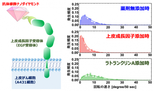 上皮がん由来の細胞（A431細胞）に対する抗がん物質（ラトランクリンA）の影響。