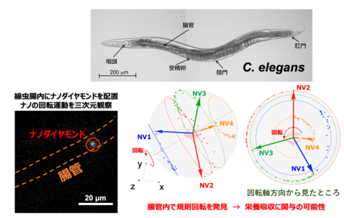 C. エレガンス腸管内において発見した規則的な超ミクロ回転運動。