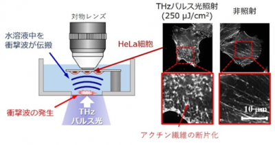 水溶液表面で吸収されたTHzパルス光が衝撃波を発生