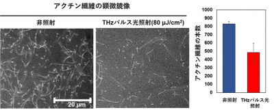 THzパルス光の照射によるアクチン繊維形成への影響