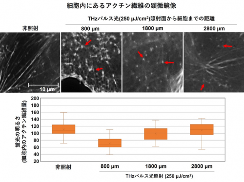THzパルス光の照射による細胞内アクチン繊維への影響