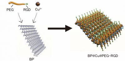 ナノ薬剤BP@Cu@PEG-RGDのイメージ図