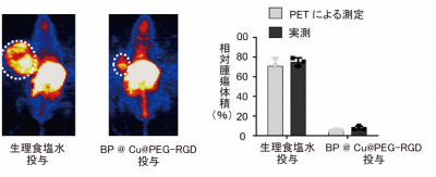 （左）生理食塩水またはBP @ Cu@PEG-RGDを投与して光温熱治療を開始した日から2週間後に、BP@64Cu@PEG-RGDを投与して撮影したPET画像、（右）PET撮影時に実測した腫瘍体積と、PETの3D画像から測定した腫瘍体積の比較