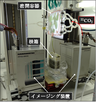 分泌物を観察するための実験セットアップ