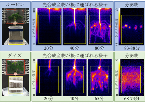 根圏イメージング実験によって得られた画像